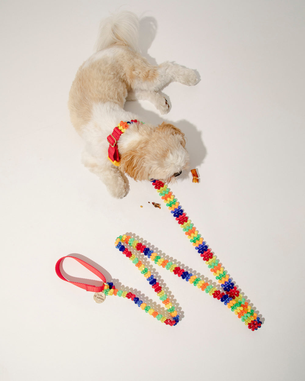 Playdate Dog Collar